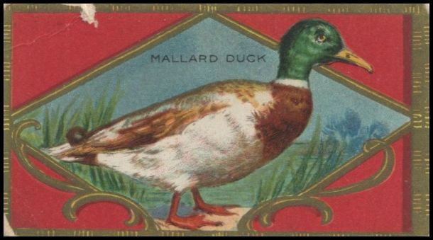 9 Mallard Duck